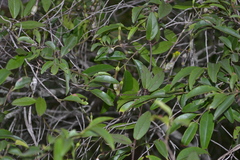 Ceropegia candelabrum var. biflora